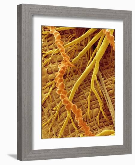 Interior of Moth larva-Micro Discovery-Framed Photographic Print