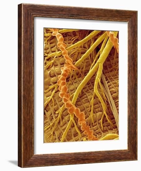 Interior of Moth larva-Micro Discovery-Framed Photographic Print