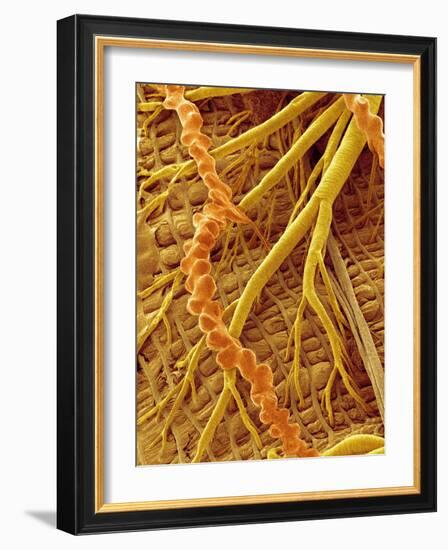 Interior of Moth larva-Micro Discovery-Framed Photographic Print