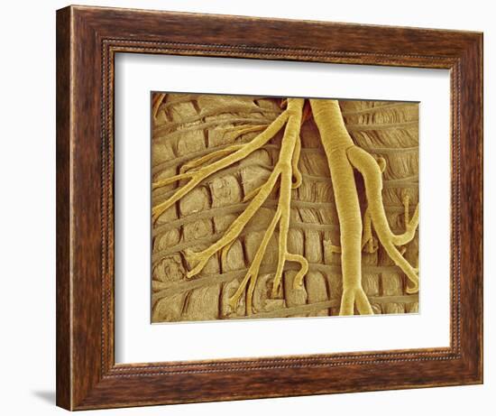 Interior of moth larva-Micro Discovery-Framed Photographic Print