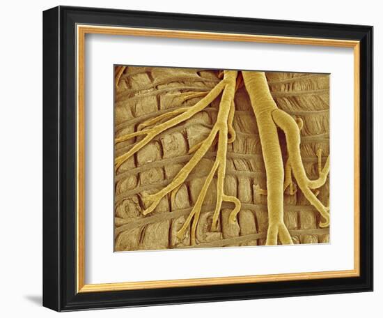 Interior of moth larva-Micro Discovery-Framed Photographic Print