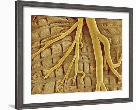 Interior of moth larva-Micro Discovery-Framed Photographic Print