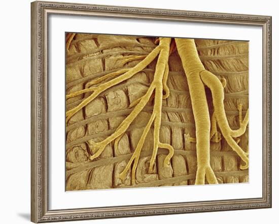 Interior of moth larva-Micro Discovery-Framed Photographic Print