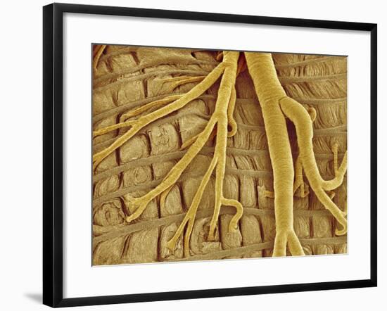Interior of moth larva-Micro Discovery-Framed Photographic Print