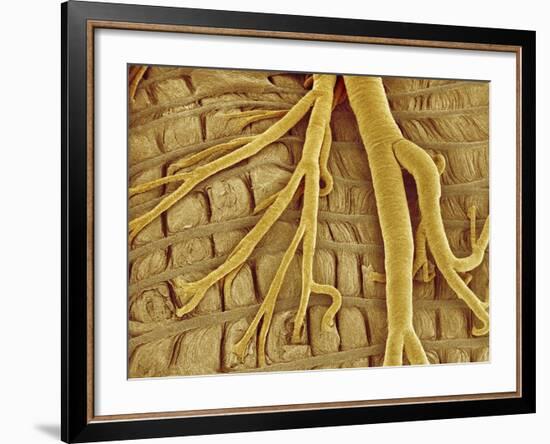 Interior of moth larva-Micro Discovery-Framed Photographic Print