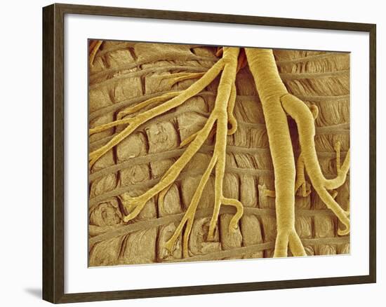 Interior of moth larva-Micro Discovery-Framed Photographic Print