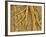 Interior of moth larva-Micro Discovery-Framed Photographic Print