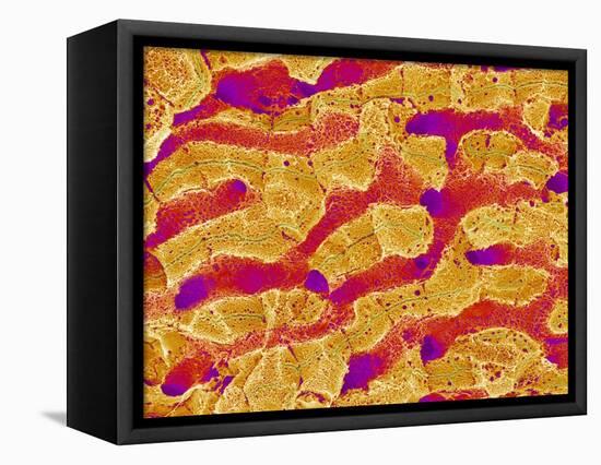 Interior of Rat Liver-Micro Discovery-Framed Premier Image Canvas