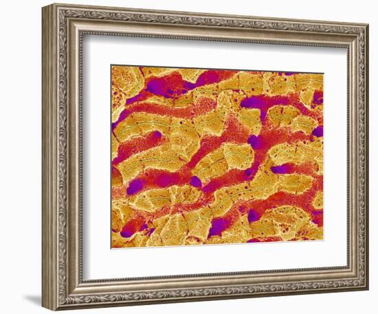 Interior of Rat Liver-Micro Discovery-Framed Photographic Print