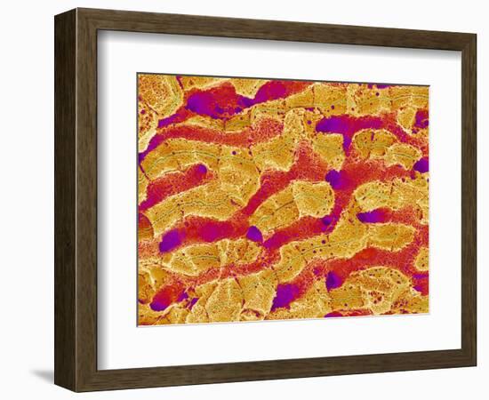 Interior of Rat Liver-Micro Discovery-Framed Photographic Print
