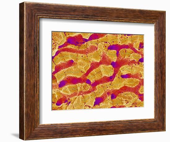 Interior of Rat Liver-Micro Discovery-Framed Photographic Print