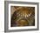 Interior of St. Mark's Basilica with Golden Byzantine Mosaics Illuminated, Venice-Peter Barritt-Framed Photographic Print