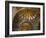 Interior of St. Mark's Basilica with Golden Byzantine Mosaics Illuminated, Venice-Peter Barritt-Framed Photographic Print