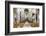 Interior of the Church of Saint Mary of Gesu (Chiesa Del Gesu) (Casa Professa)-Matthew Williams-Ellis-Framed Photographic Print