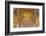 Interior of the Church of the Savior on Blood, Saint Petersburg, Russia-Ian Trower-Framed Photographic Print