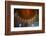 Interior of the dome of Sheikh Lotfollah Mosque, Isfahan, Iran, Middle East-James Strachan-Framed Photographic Print