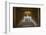 Interior of the Lincoln Memorial Lit Up at Night-Michael Nolan-Framed Photographic Print