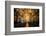 Interior of the Saint Francisco Church in the Pelourinho-Michael Runkel-Framed Photographic Print