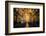 Interior of the Saint Francisco Church in the Pelourinho-Michael Runkel-Framed Photographic Print