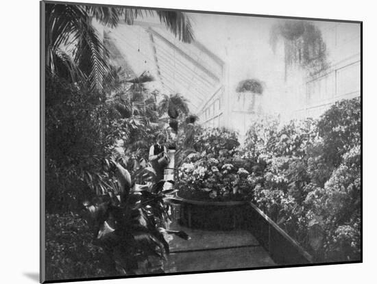 Interior of the White House Greenhouse, Washington Dc, USA, 1908-null-Mounted Giclee Print