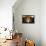 Interior of Wine Cellar (Caveau) of Chateau de Ventenac-En-Minervois, Languedoc-Roussillon, France-Nick Servian-Framed Premier Image Canvas displayed on a wall