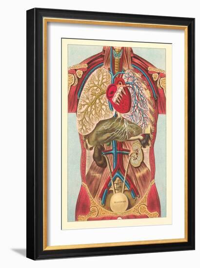 Interior View of Human Abdomen-null-Framed Art Print