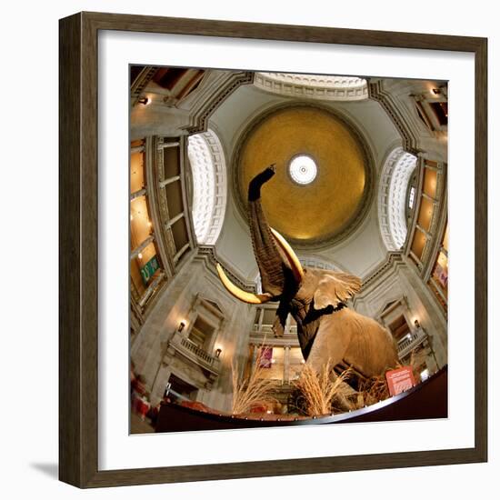 Interiors of a Museum, National Museum of Natural History, the Mall, Washington Dc, USA-null-Framed Photographic Print