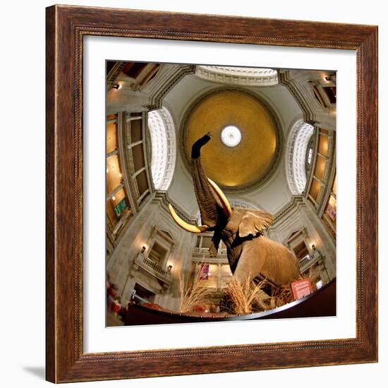 Interiors of a Museum, National Museum of Natural History, the Mall, Washington Dc, USA-null-Framed Photographic Print