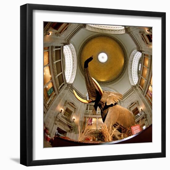 Interiors of a Museum, National Museum of Natural History, the Mall, Washington Dc, USA-null-Framed Photographic Print