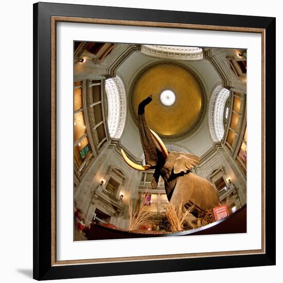 Interiors of a Museum, National Museum of Natural History, the Mall, Washington Dc, USA-null-Framed Photographic Print