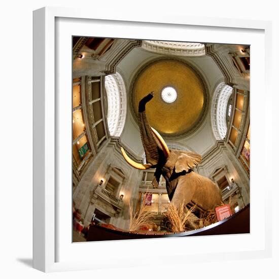 Interiors of a Museum, National Museum of Natural History, the Mall, Washington Dc, USA-null-Framed Photographic Print