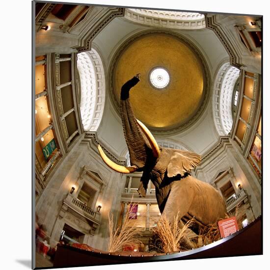 Interiors of a Museum, National Museum of Natural History, the Mall, Washington Dc, USA-null-Mounted Photographic Print