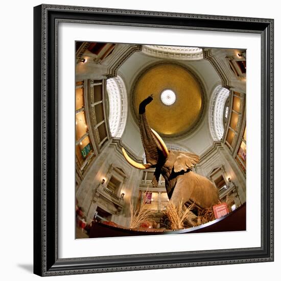 Interiors of a Museum, National Museum of Natural History, the Mall, Washington Dc, USA-null-Framed Photographic Print