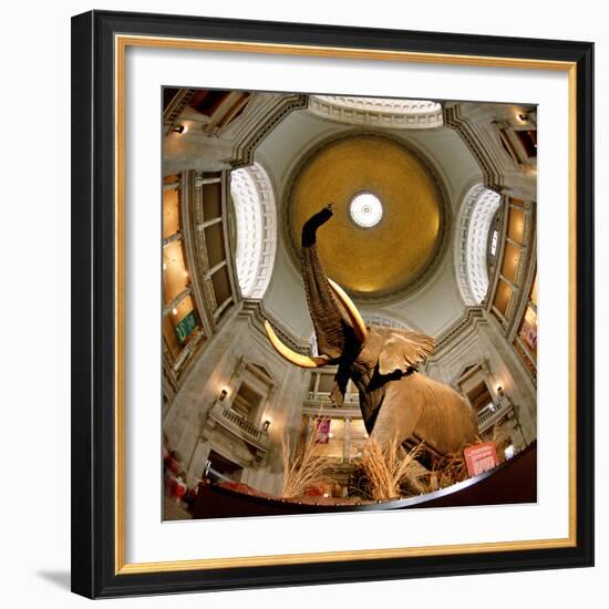 Interiors of a Museum, National Museum of Natural History, the Mall, Washington Dc, USA-null-Framed Photographic Print