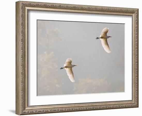 Intermediate Egret (Mesophoyx Intermedia), Flying Over the Bagmati River, Kathmandu, Nepal-Don Smith-Framed Photographic Print