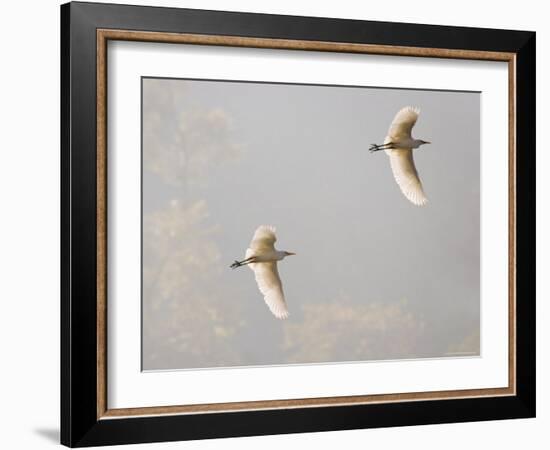 Intermediate Egret (Mesophoyx Intermedia), Flying Over the Bagmati River, Kathmandu, Nepal-Don Smith-Framed Photographic Print