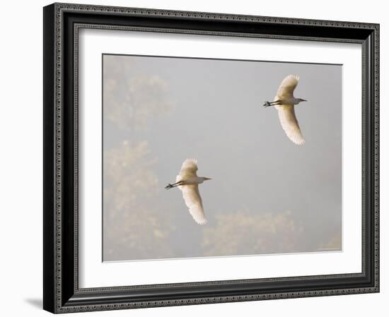 Intermediate Egret (Mesophoyx Intermedia), Flying Over the Bagmati River, Kathmandu, Nepal-Don Smith-Framed Photographic Print