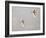 Intermediate Egret (Mesophoyx Intermedia), Flying Over the Bagmati River, Kathmandu, Nepal-Don Smith-Framed Photographic Print