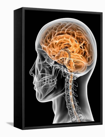 Internal Brain Anatomy, Artwork-PASIEKA-Framed Premier Image Canvas