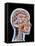 Internal Brain Anatomy, Artwork-PASIEKA-Framed Premier Image Canvas