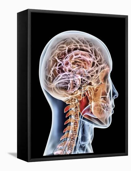 Internal Brain Anatomy, Artwork-PASIEKA-Framed Premier Image Canvas