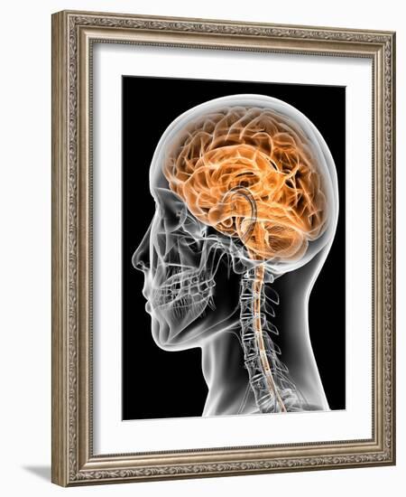 Internal Brain Anatomy, Artwork-PASIEKA-Framed Photographic Print