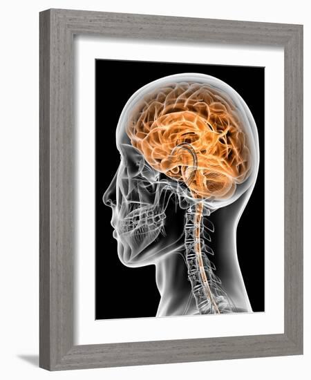 Internal Brain Anatomy, Artwork-PASIEKA-Framed Photographic Print