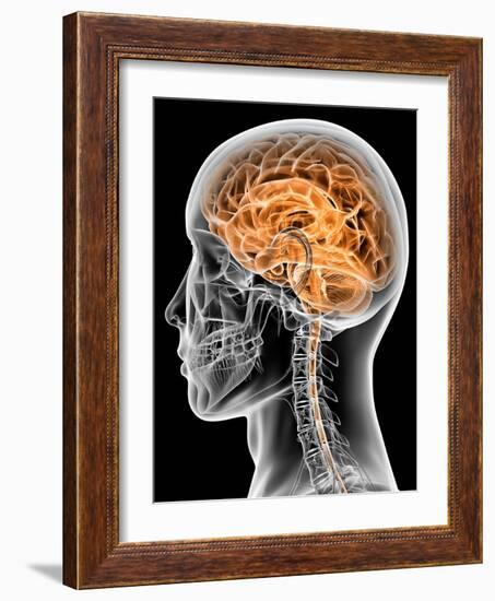 Internal Brain Anatomy, Artwork-PASIEKA-Framed Photographic Print