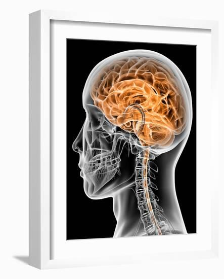 Internal Brain Anatomy, Artwork-PASIEKA-Framed Photographic Print