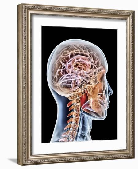 Internal Brain Anatomy, Artwork-PASIEKA-Framed Photographic Print