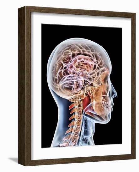 Internal Brain Anatomy, Artwork-PASIEKA-Framed Photographic Print