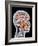 Internal Brain Anatomy, Artwork-PASIEKA-Framed Photographic Print