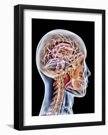 Internal Brain Anatomy, Artwork-PASIEKA-Framed Photographic Print