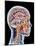 Internal Brain Anatomy, Artwork-PASIEKA-Mounted Photographic Print